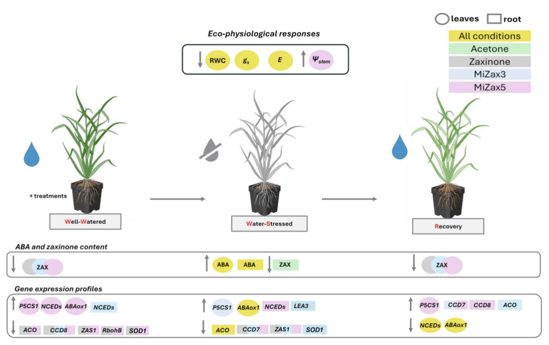 PPLplantarum's tweet photo. 💧 Could naturally derived compounds help rice better withstand drought? 

Boosting drought resilience in rice: the priming effects of Zaxinone and its mimics. https://t.co/fDXiE86RhS https://t.co/IWw5zItsSJ