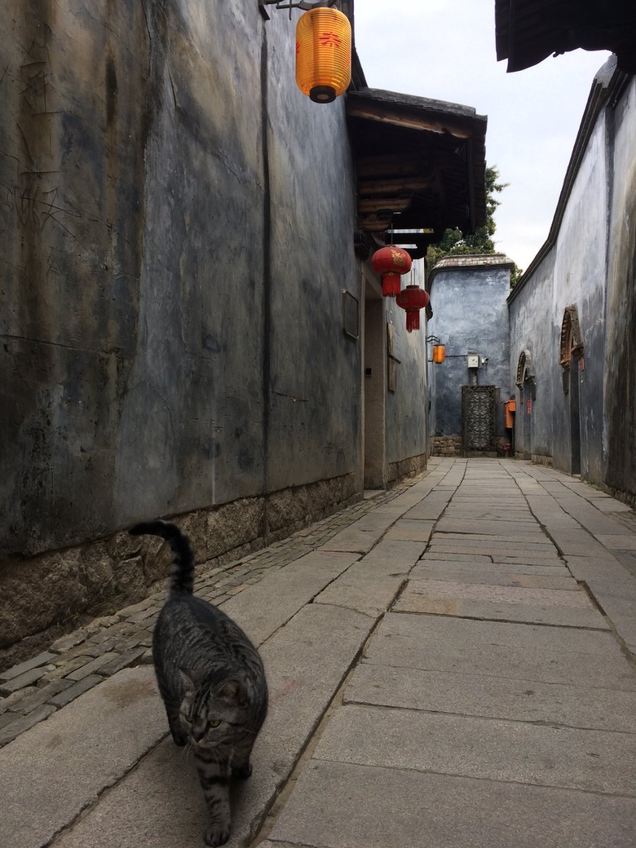 OphTatiane's tweet photo. 巷口的橘猫正蹲在纸箱上，盯着路过的单车，风掀动挂在墙根的旧布帘，日常的小细节也藏着软乎乎的温柔～ https://t.co/tBGg8HeDXc