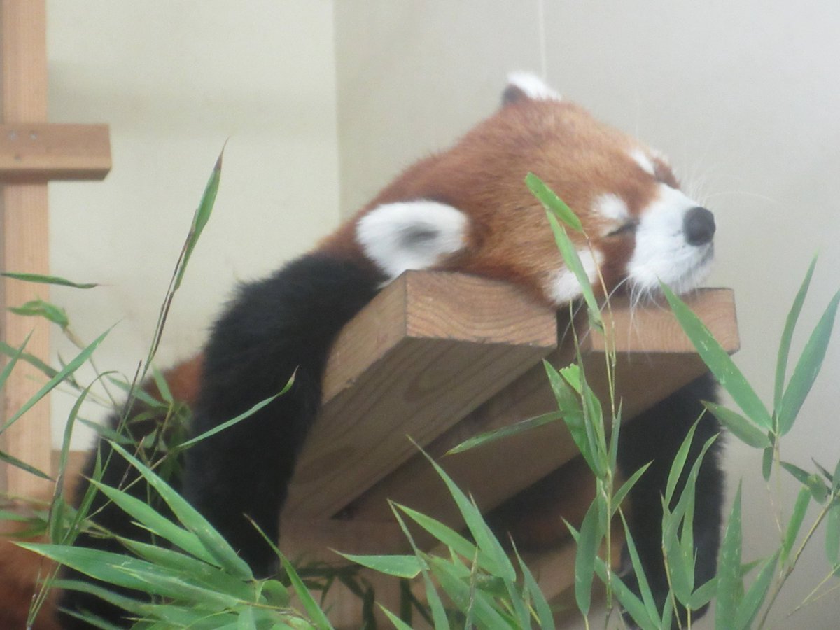 itozu_zoo's tweet photo. 【おやすみなさい】

ゆっくりしてね🍀😌

#到津の森公園 #レッサーパンダ #RedPanda https://t.co/sU1H3SxTj9