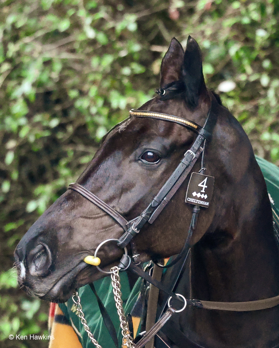 kenneth_hawkins's tweet photo. Galopin Des Champs, a stunning horse and a true champion. https://t.co/IjWETgjgnc