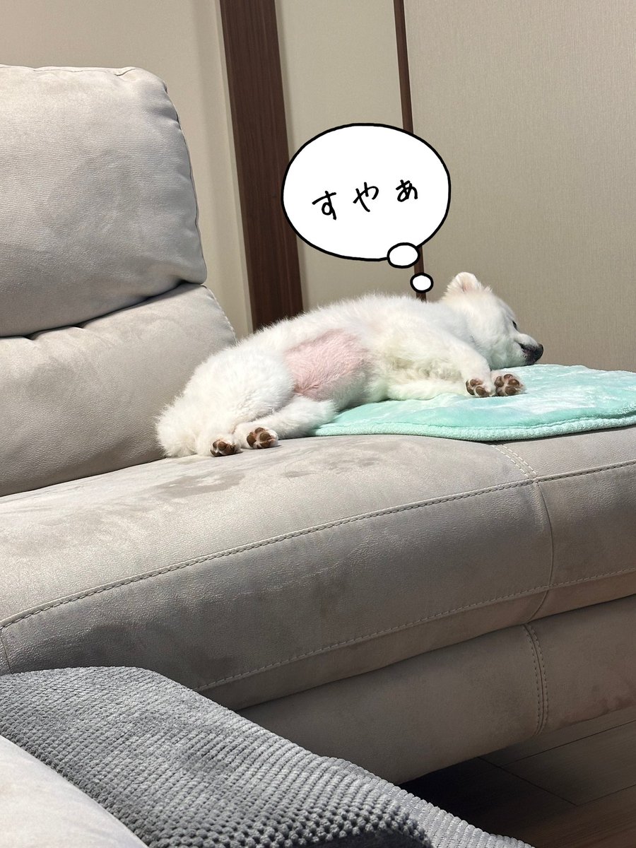 kotaro20180425's tweet photo. 特に呼んではいないのに、急に起きてまた寝るコタロー😴🐶 https://t.co/IZrbOoIObV