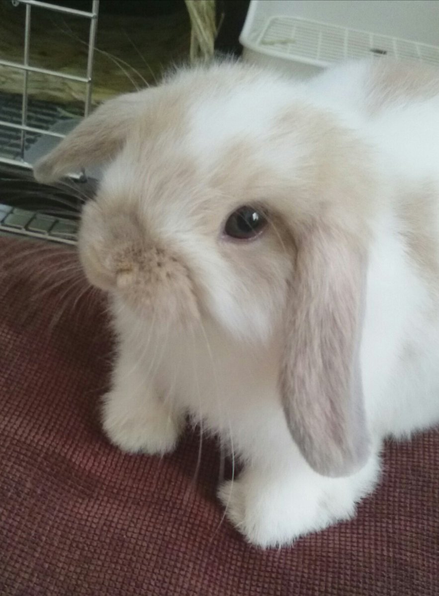 marimari11769's tweet photo. ちびメイ🐰だよ❣️

#ホーランドロップ #うさぎ
#うさぎ好きさんと繋がりたい
#うさぎのいる暮らし https://t.co/51Isd04YVE