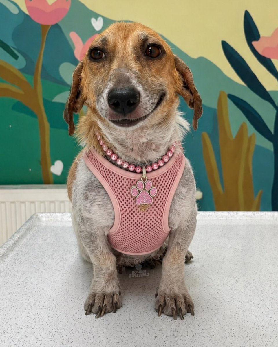 bosunatiklama's tweet photo. İzmir'de uzun zamandır sahiplenilmeyen köpek, veterinerde gördüğü sevgiyle birlikte gelenleri etkilemek için gülmeyi öğrendi. https://t.co/q5TE72tOTb