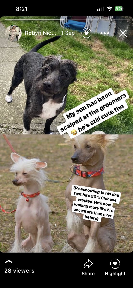 AbsoluteHunzo's tweet photo. This reminds me of the time my son was absolutely scalped at the groomers and looked like Simon Cowell https://t.co/CMfEgtgYla