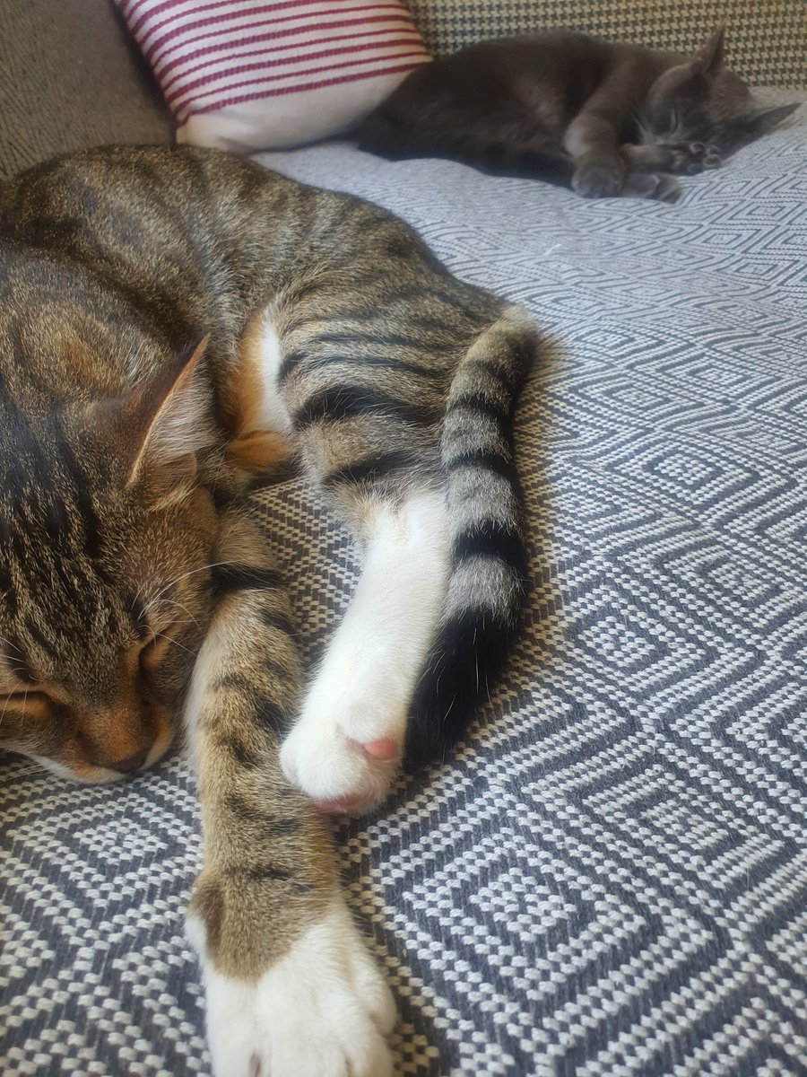 nazzkryl's tweet photo. Gececiler uykuda 😻 https://t.co/moihztu7MJ