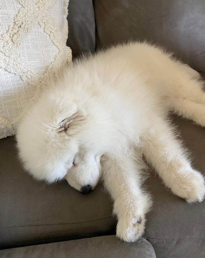 BirendraMaurya8's tweet photo. Nothing beats coming home to a fluffy pup waiting to snuggle after a long tough day  Warm, soft love is just a wag away!， https://t.co/sPV0ahRdyk