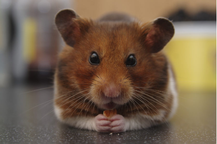 AuCoeurAnimaux's tweet photo. Un tueur en s��rie de rongeurs arrêté au Japon !
Un employé de lycée de 36 ans dans le nord du Japon (préfecture d'Iwate) a été arrêté pour avoir massacré environ 50 hamsters dans des « love hotels » en collaboration avec deux femmes complices (âgées de 19 et 20 ans). 
Les faits https://t.co/C7v1yKA96S