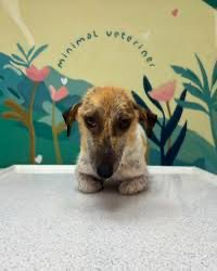 HVMHaber's tweet photo. İzmir'de uzun zamandır sahiplenilmeyen köpek, veterinerde gördüğü sevgiyle birlikte gelenleri etkilemek için gülmeyi öğrendi. https://t.co/kHPaOFQWgu