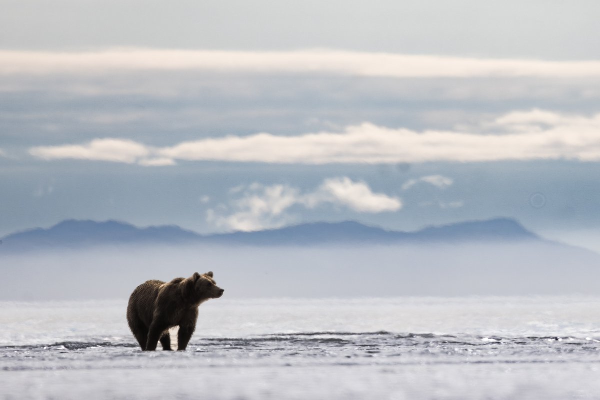 bernabephoto's tweet photo. Hallo Bay, Alaska #wildlife #photogrsaphy https://t.co/fWtInbJTd1