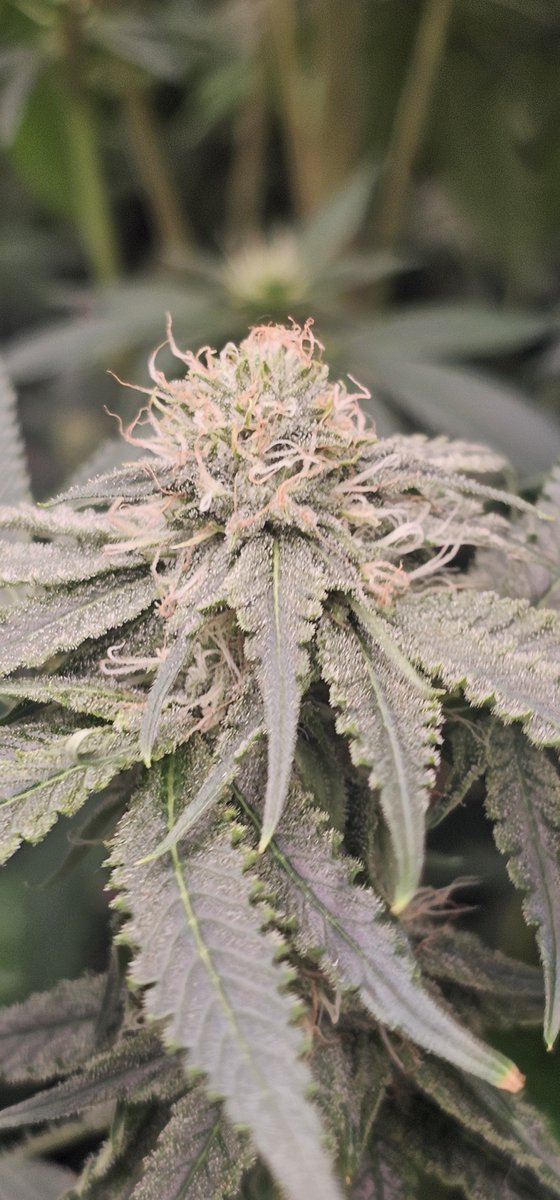 Brumpacks's tweet photo. Zizi v3.0 
@karmagenetics 

Got about 6 of these..smells dank

#brumpacks https://t.co/EIs0Y8by21