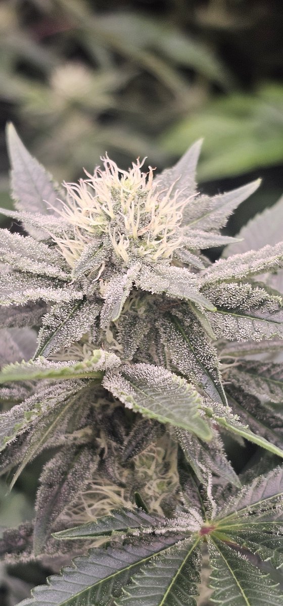 Brumpacks's tweet photo. Blue Ridge Kush
@BlueRidGenetics 

Looks a cracker

#brumpacks https://t.co/uTHyBcy3Us