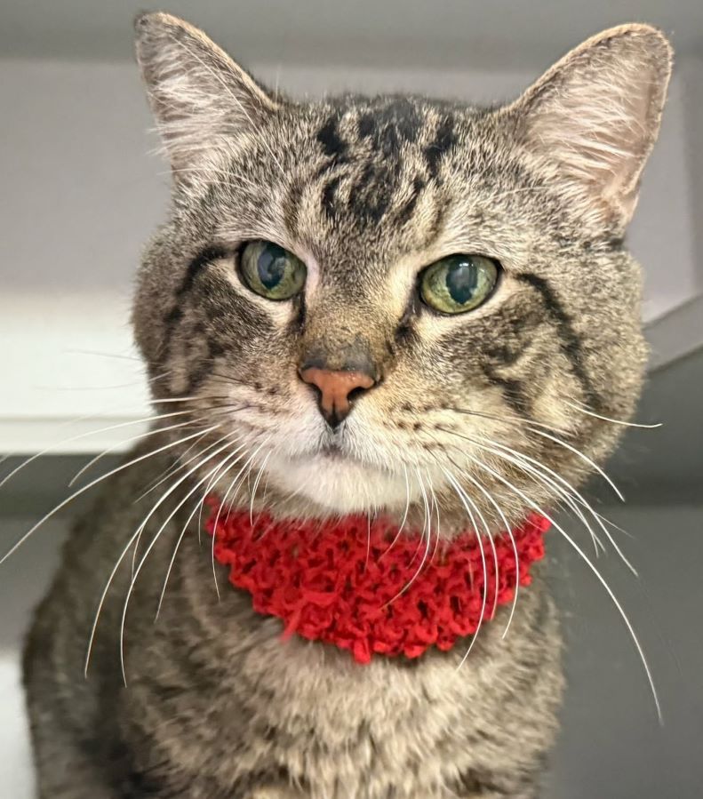 sachikoko's tweet photo. ***💘13YO Senior Brown Tabby Kitty "SAFARI"💘Is on a TRIAL ADOPTION*** 
▶️138738 https://t.co/cz5zVDf1Zw
🙏🏾I will hold on to pledges💰just in case the adoption falls through.
💗Thank You As Always 4 Pledging &amp; Sharing💗
#Manhattan #NYCACC #Cats https://t.co/P5KJUZhRRM