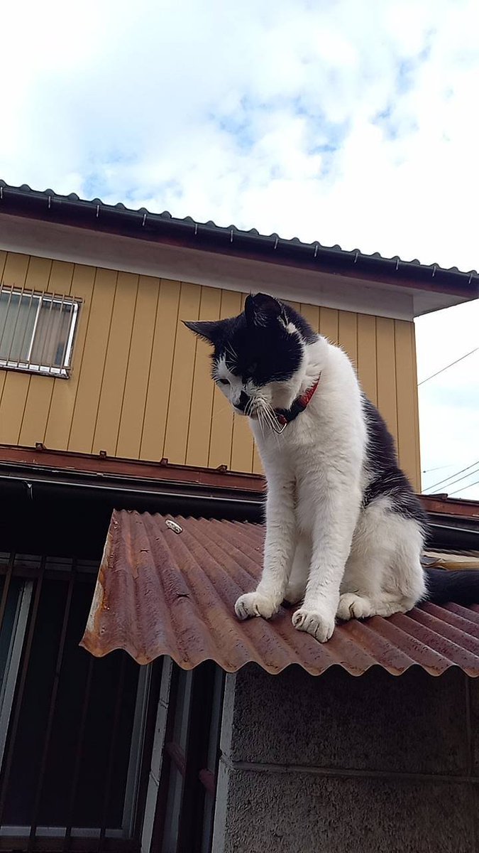 axis_sagamihara's tweet photo. ネコ😾いました。
今日は屋根の上でまったりしていました。 https://t.co/gG2ozx5Vn1