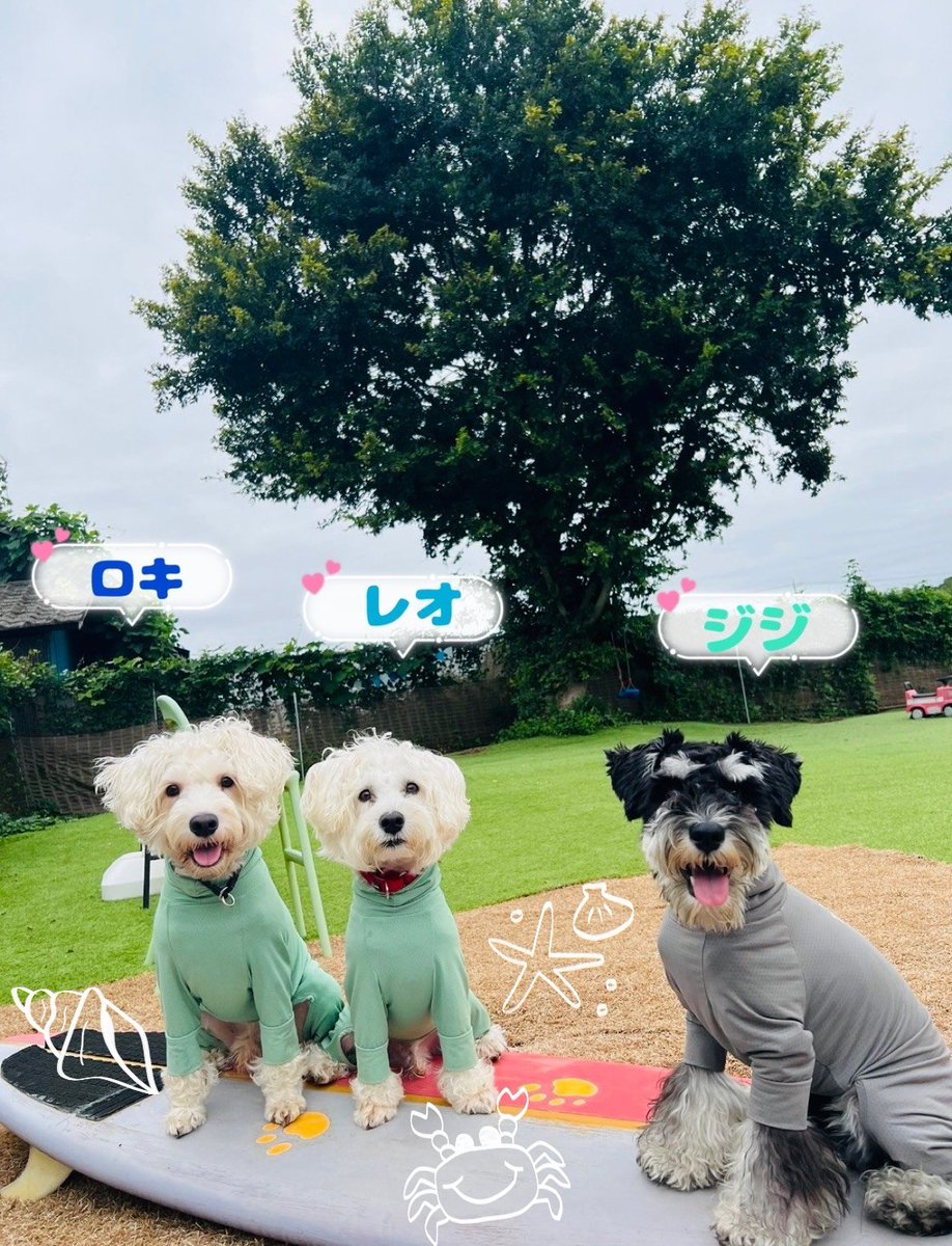 skyblue0391's tweet photo. 阿見町貸切ドッグラン　スカイブルー

遊びに来てくれたワンちゃんです
またお待ちしています🐾

１名様〜グループまで貸切で遊んで頂けます🐶

ご予約はXに予約空きカレンダー載せていますので確認して頂き、LINE又はメールでご連絡お待ちしています🌼 https://t.co/Vq30iI5VcZ