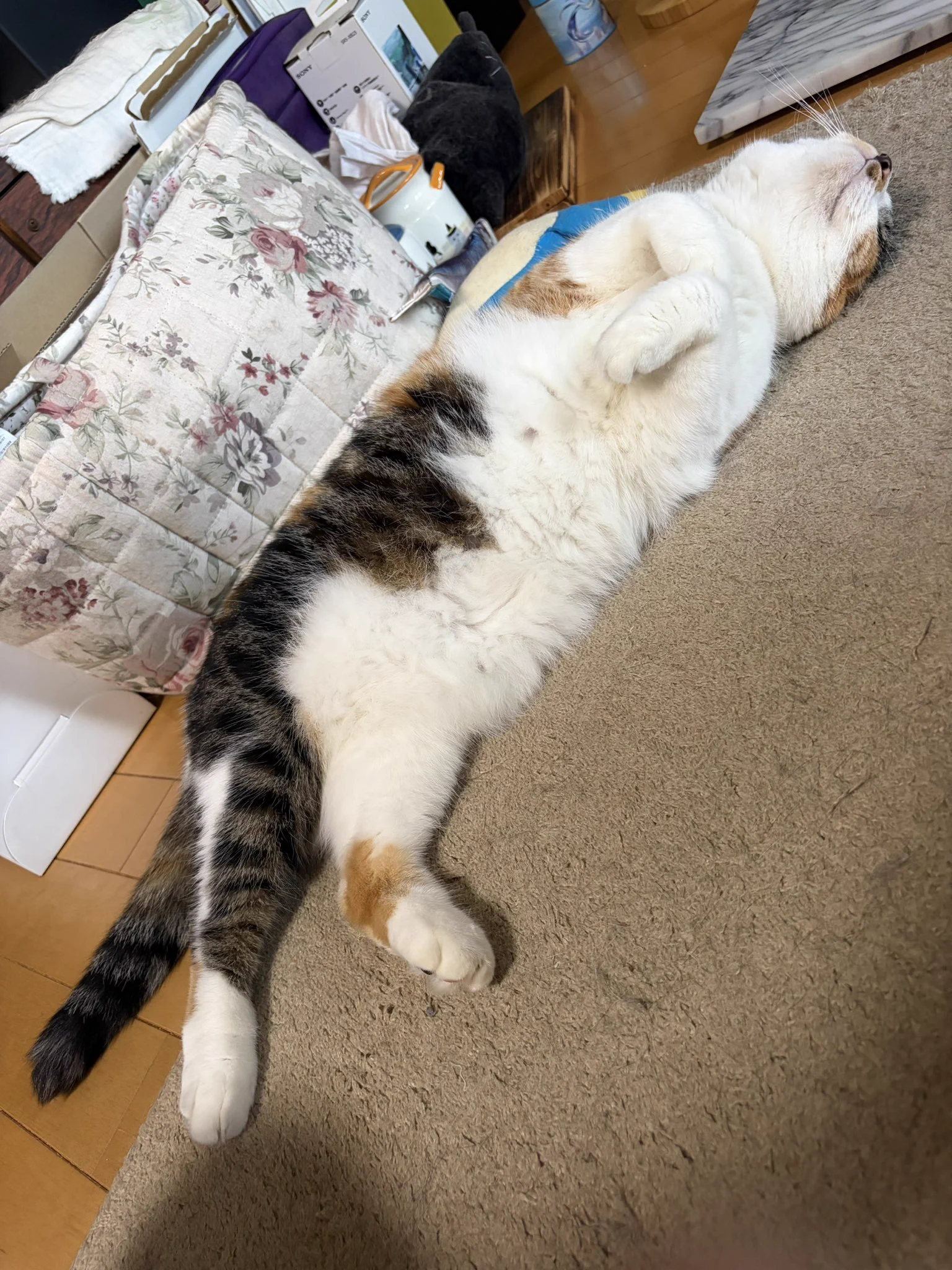 じゃむ猫 on X: 