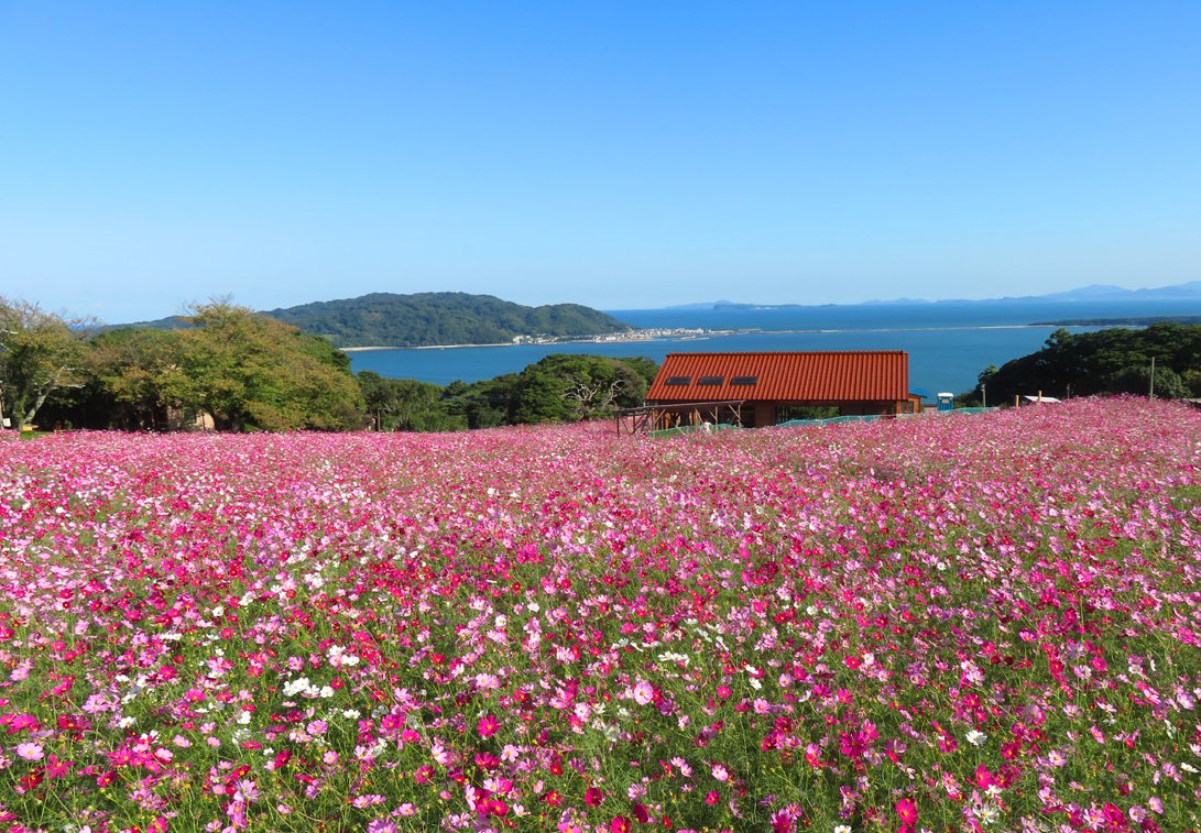 W2Yh7w9NLzeE2qs's tweet photo. のこのしまアイランドパークです。
【予　告】
早咲きコスモスの予告です。
予定では１０月中旬頃から見頃予定です。
【🌸画像は去年の様子です🌸】
お楽しみに～❤️❤️❤️
#能古島　＃早咲きコスモス　
＃のこのしまアイランドパーク https://t.co/Voxn1AakQT
