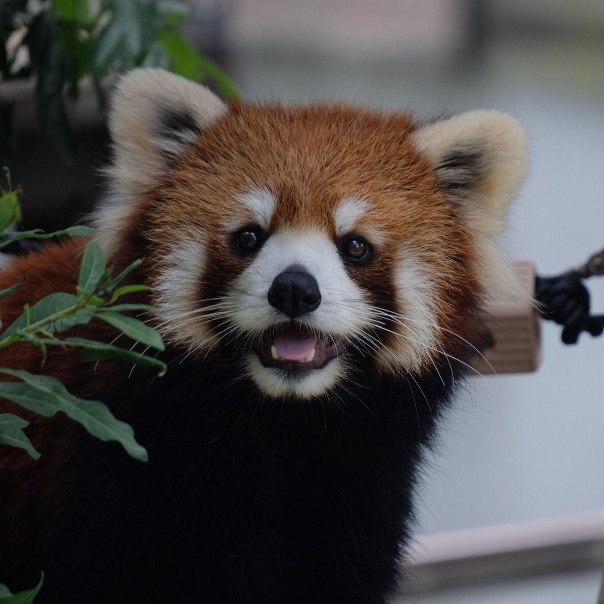 pandaba708's tweet photo. 📷️26 9/2（水）

キャッキャ騒いでる幼稚園か保育園の団体のチビたち前に怯むどころか
「みんなどっから来たの?アタチに会いに来てくれたのね😆」と言わんばかりに最強の笑顔を振りまく杏香ちゃんでおつのんほい

#豊橋総合動植物公園
#のんほいパーク
#レッサーパンダ
#杏香 https://t.co/kbze554Huk