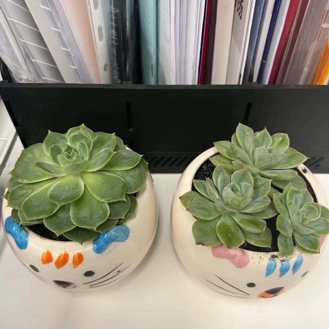 crazyrax3's tweet photo. Just upcycled old mason jars into tiny succulent planters with neon paint markers—super cheap, 10 mins, and my desk’s now way more lively https://t.co/ZRBNCCMsaZ