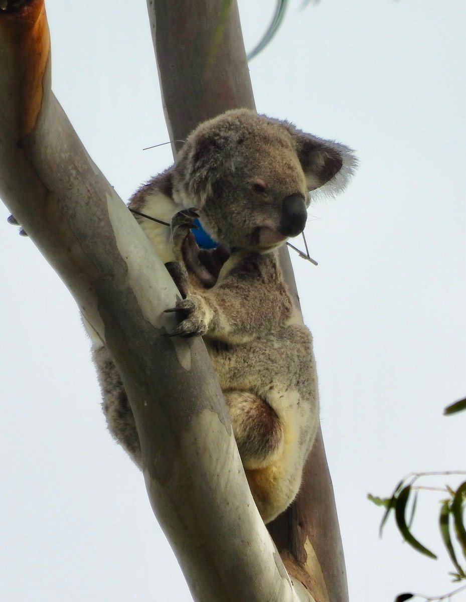 oskaandme's tweet photo. RIP Leaflet.π¨π
#Endangered #SavetheKoala
#Extinctionisforever #SaveLeaf
#Ormiston #greed @MurrayWatt https://t.co/oobubXJrsp