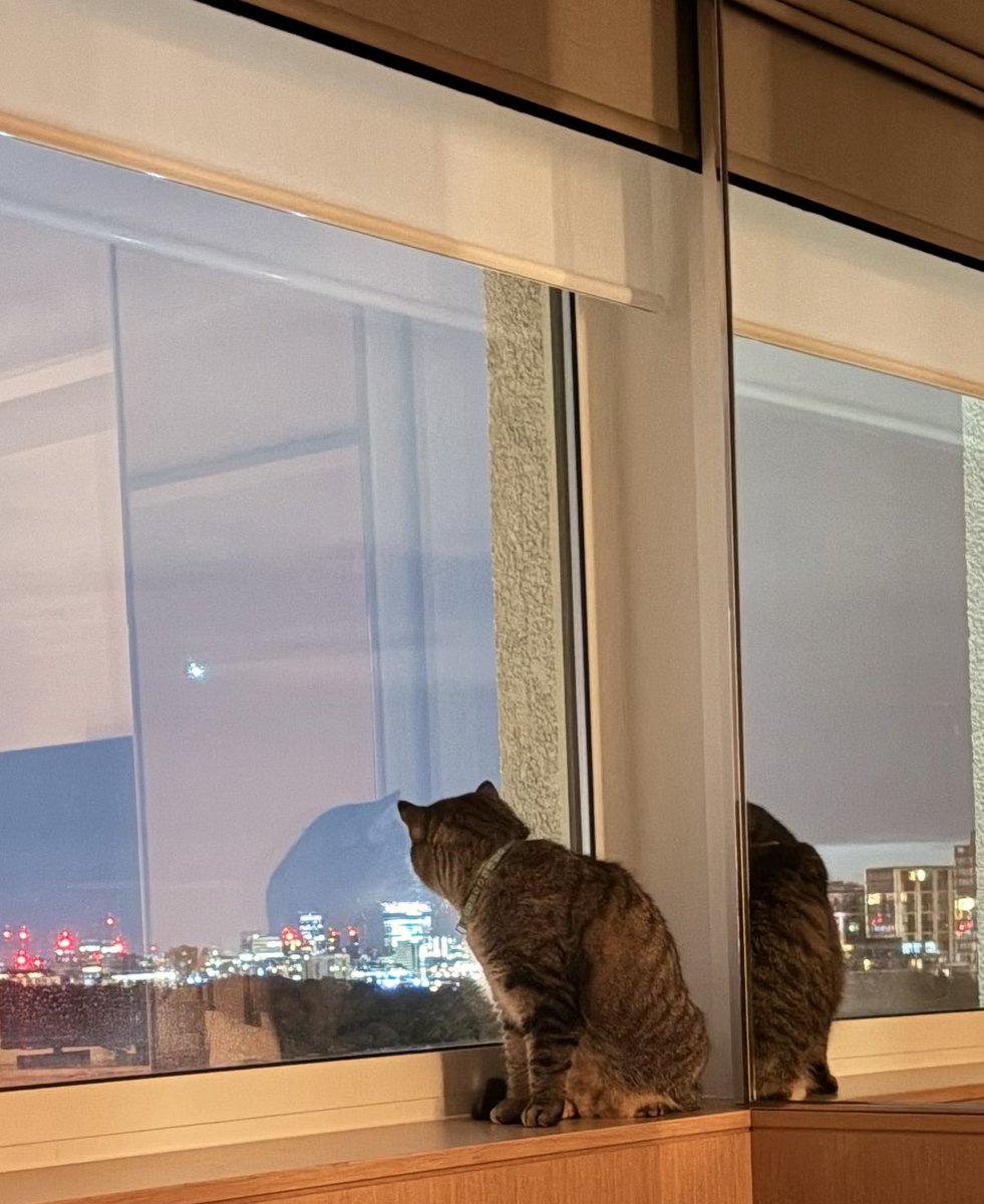 PickliciousF's tweet photo. Today is my 10th birthday &amp; my mummy took me to stay in a smart hotel! (Definitely because it’s my birthday &amp; not because there was dusty work in the house). I made myself at home, slept under the covers with my head on a pillow &amp; watched the sunrise! Best birthday ever. https://t.co/rloCNRyKEy