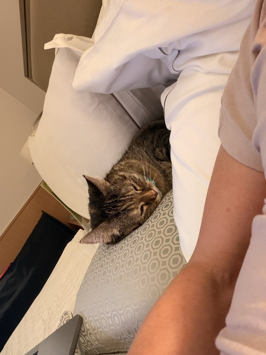PickliciousF's tweet photo. Today is my 10th birthday &amp; my mummy took me to stay in a smart hotel! (Definitely because it’s my birthday &amp; not because there was dusty work in the house). I made myself at home, slept under the covers with my head on a pillow &amp; watched the sunrise! Best birthday ever. https://t.co/rloCNRyKEy