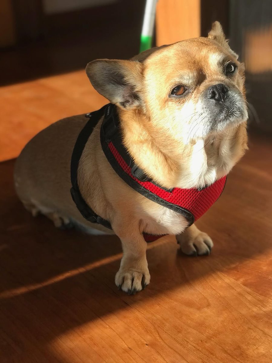 jorgejuniormene's tweet photo. ‘He was a KING who lived life by his own rules.  He had a good time and was deeply loved.  Hail to Papi.’
- Scott Gimple

‘He had more character in his right toenail than any dog I ever met…He was a legend in his own lifetime and his myth will only g... https://t.co/Cef2hIvX7p