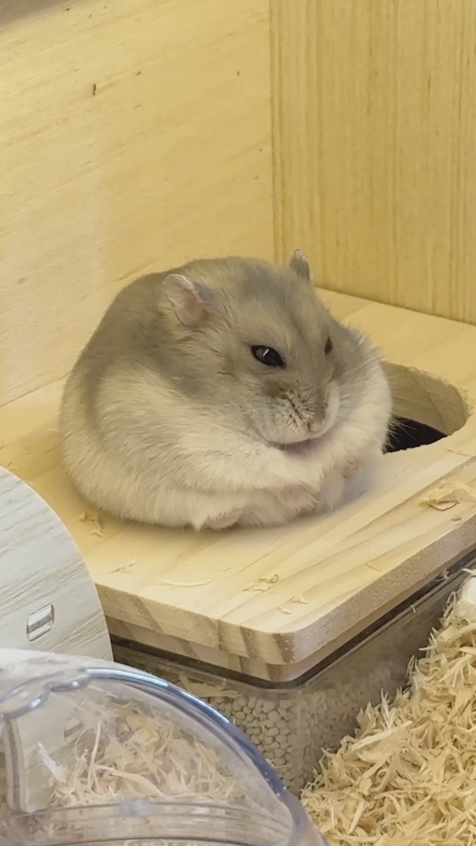 hoppe_hamster's tweet photo. 丸まるのが上手だね🐹🧡🎶 https://t.co/ax4GXRXKLS