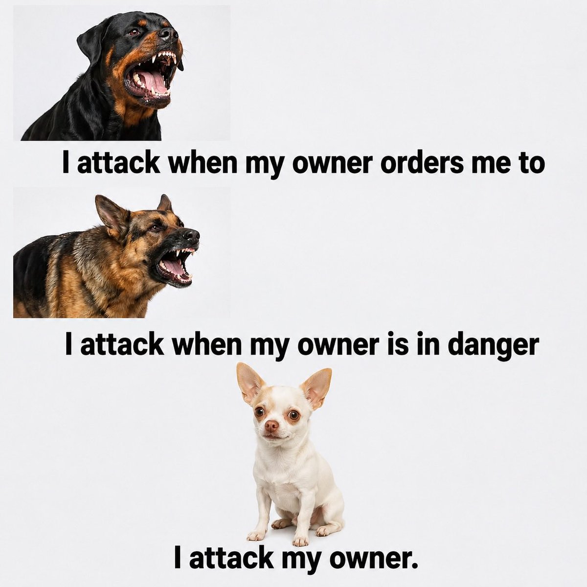 MemeBomba's tweet photo. Loyalty comes in different sizes. Attitude does too https://t.co/dM751F5HnC