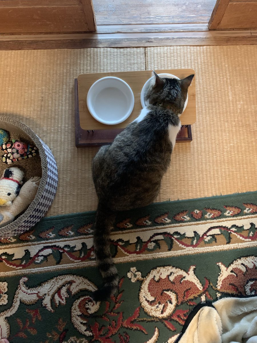 920_kunimaru's tweet photo. 9/2のおはよ🌤️九二丸

#お誕生日のねこ
#今日の夜ごはんはすぺしゃるニ
#景気付けに朝のｶﾘｶﾘもガツガツいくﾆｬ https://t.co/CCNzqZp7Rw