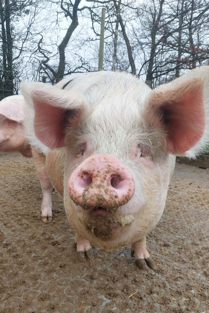 RathboneKim's tweet photo. Pigoneer Pig Of The Day Bamba!
She's beautiful, she's individual, she's intelligent. We know life is precious. She values her life, like we value ours.
Join the #Pigoneers help support Bamba & the other 90+ rescue pigs @BTWsanctuary only £2.50 a month
https://t.co/HWLqwFL3Ua https://t.co/Cw0YyEDiLK