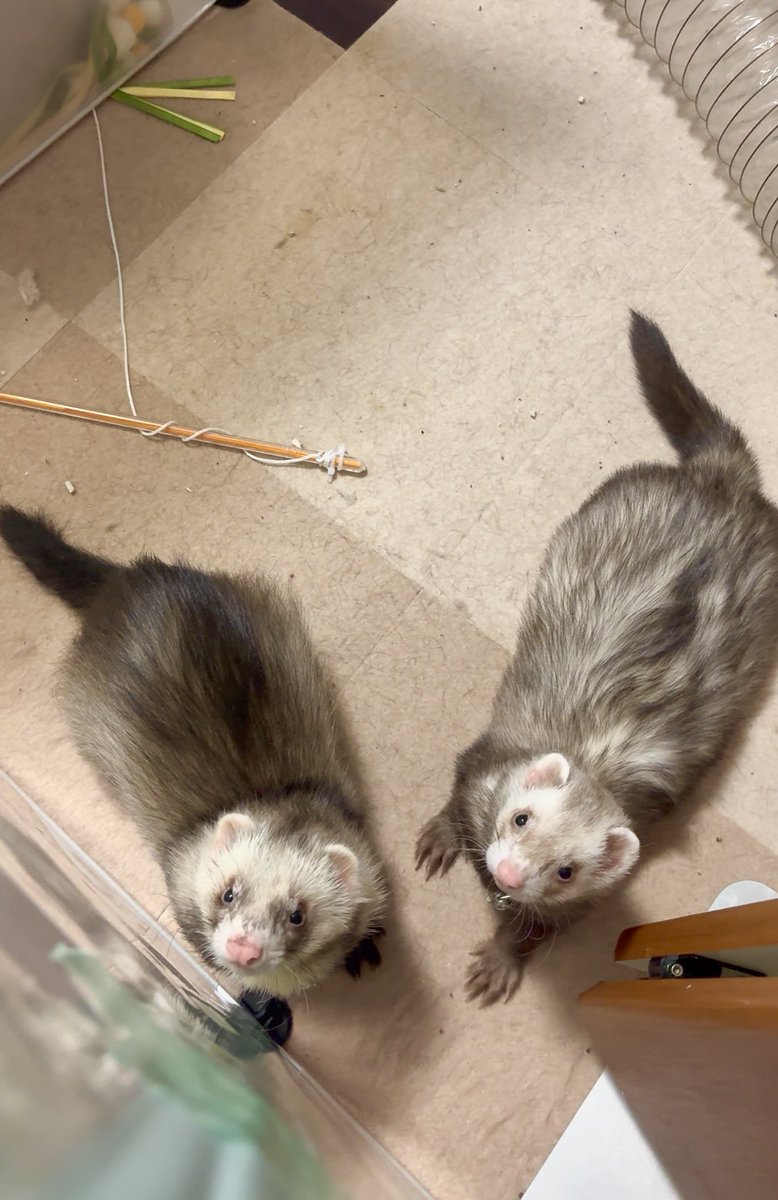 Azamaruuuu_'s tweet photo. フェレット飼いの皆様にお聞きしたい、

ペットシーツを使用してる方をかなり見かけるんですが、我が家はペットシーツ置くと瞬く間にボロボロにされます😭😭
トイレの周りに出来ればトイレシーツを起きたいんですが、どうにかするのは無理なんでしょうか😭
他のフェレ達は最初から大丈夫でしたか？😭 https://t.co/jq7QRQkHIW