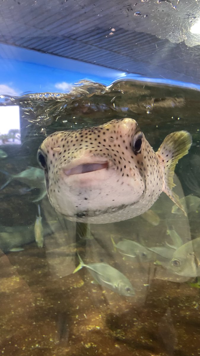 MMMoi_nh's tweet photo. 鴨川シーワールド初めて行ったー！！
楽しかった☺️
ホテルも綺麗だったし、天気良くなかったけど���っぱ海最高❣️ https://t.co/a8yUanq9in