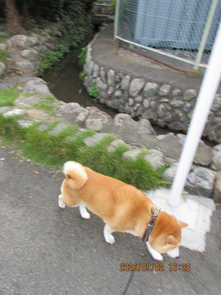 hiro70534949's tweet photo. 柴犬モコ
行くよ、真福寺向かいまで行って来ました。
途中、ネコちゃんに監視されてました。
#柴犬 https://t.co/GfEuiwmUxb
