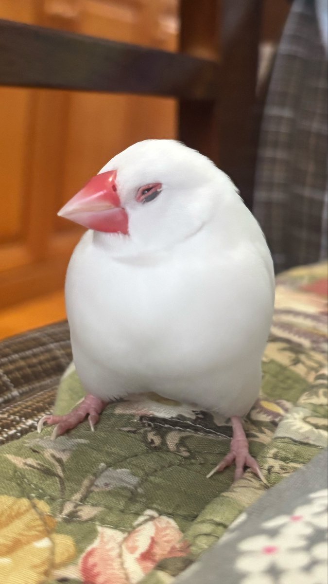 salvation_doll's tweet photo. なんか、こういう生き物いるよね
文鳥としてその形はありなの…？ https://t.co/TYpAkozizG