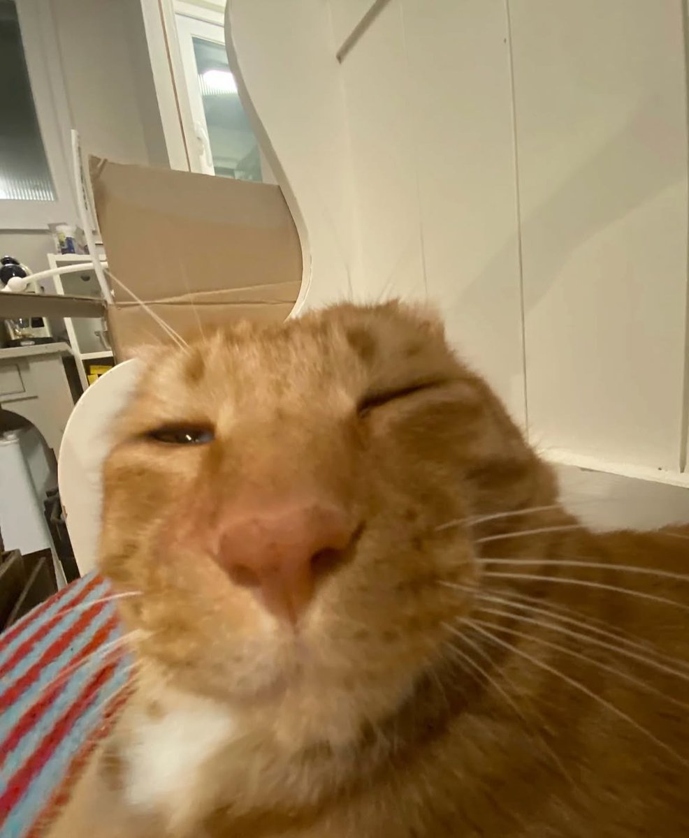 nocontextscats's tweet photo. https://t.co/xMtyc2kXoh