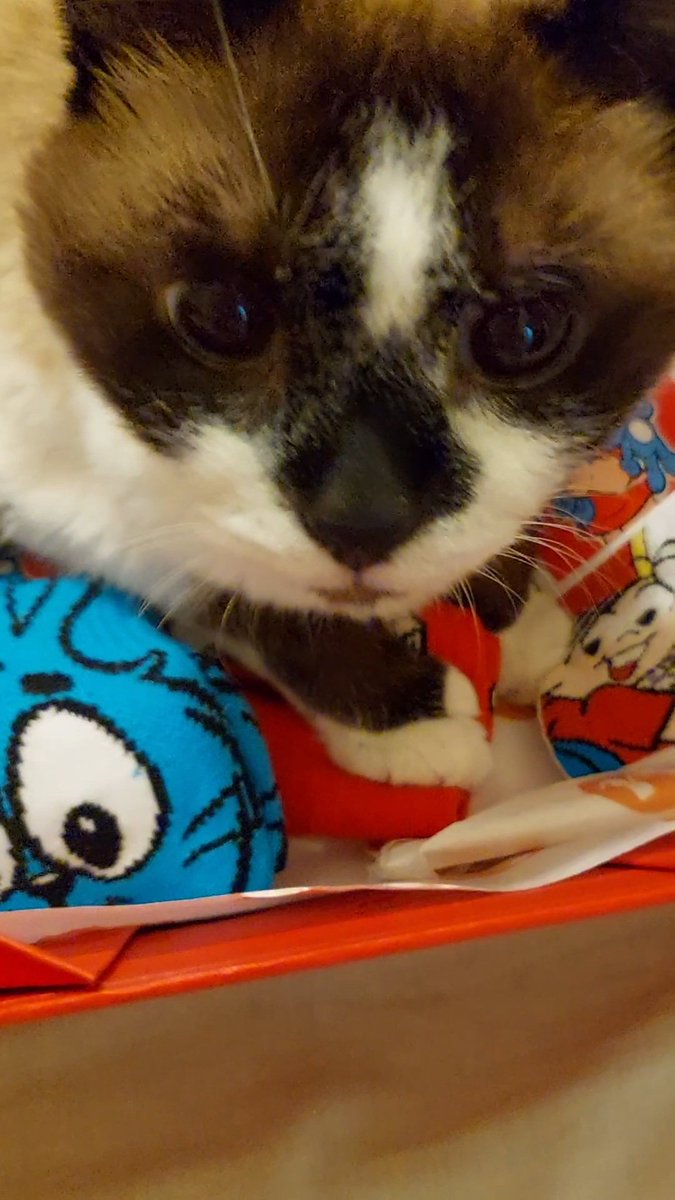 its_nyat's tweet photo. sim.
o gato jurídico é modelo das @Lojas_Renner 😌 https://t.co/3VUysoXAja