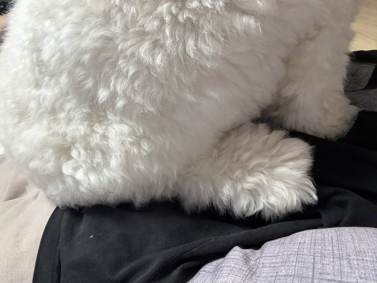 soolovesbongsik's tweet photo. 실시간 강아지에게 깔아뭉개지는중 https://t.co/HQZ9S6OOa3
