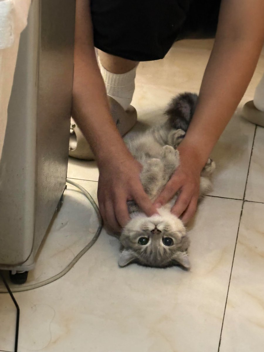nocontextscats's tweet photo. https://t.co/QVsufJPJ84