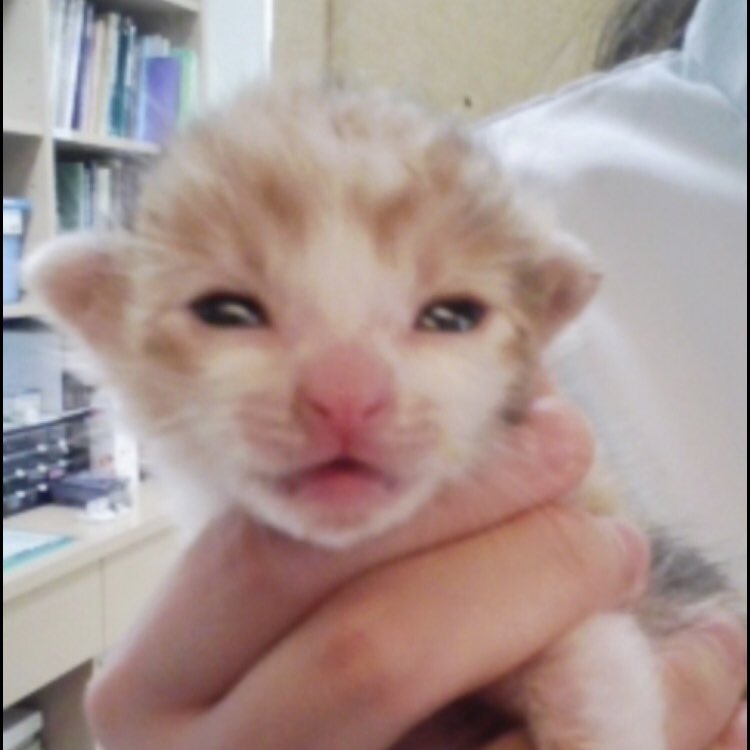 charusorami's tweet photo. 定期的に見たくなる
チャル&amp;ソラ🐱😺
ガラケーの良さが出てるねー🤭
15年前、動物病院でお迎えしたした☺️
4枚目は、虹の橋を渡った先住猫ミーちゃんが子猫を愛でているお写真です。 https://t.co/8SkJ9dfkwh