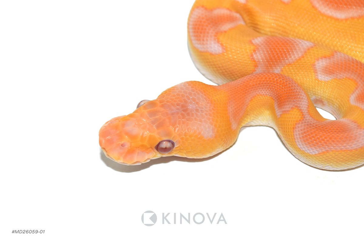 kinovareptiles's tweet photo. Enchi Blackhead YB Grail Het Pied - Reptile ID: MD26059-01 - https://t.co/Lzw1SiqGB1 https://t.co/54YVST2g5L