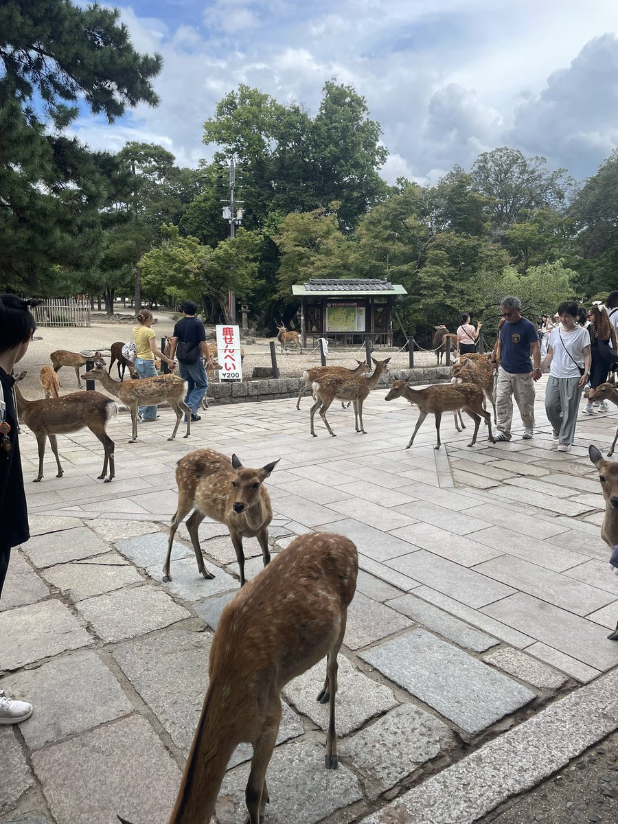am2424k's tweet photo. 人生初奈良🦌💫勝ちサイコー(^_−)−☆ 
 #サガン鳥栖 https://t.co/9iD8kWPMct