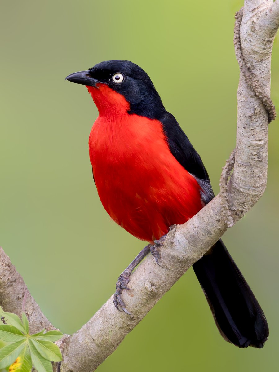 Kenyabirder's tweet photo. Black-headed Gonolek in Siaya https://t.co/IV7vKm8UqG