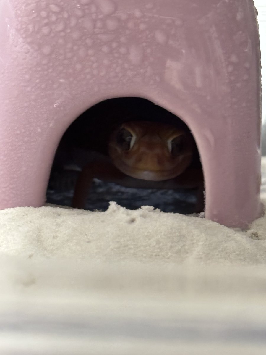 kuchaneagaman's tweet photo. アルビノタマオちゃん部屋が明るいとシェルターから出てこない🦎
#ナメハダタマオヤモリ https://t.co/MyKkNGkLOh