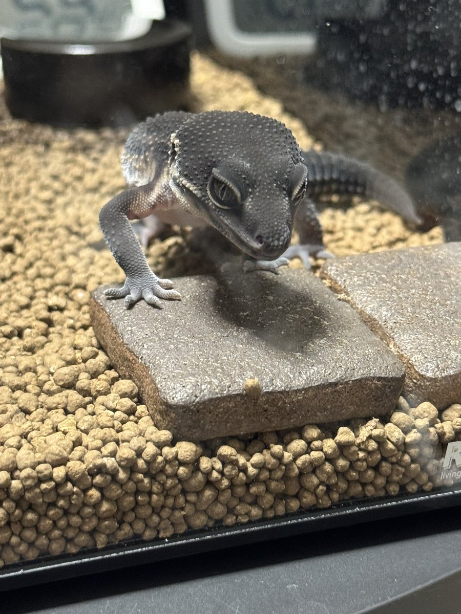 kuchaneagaman's tweet photo. ブラックナイト良いよなぁ🦎
#レオパードゲッコー
#ヒョウモントカゲモドキ
#レオパ https://t.co/z9BrX3psXH