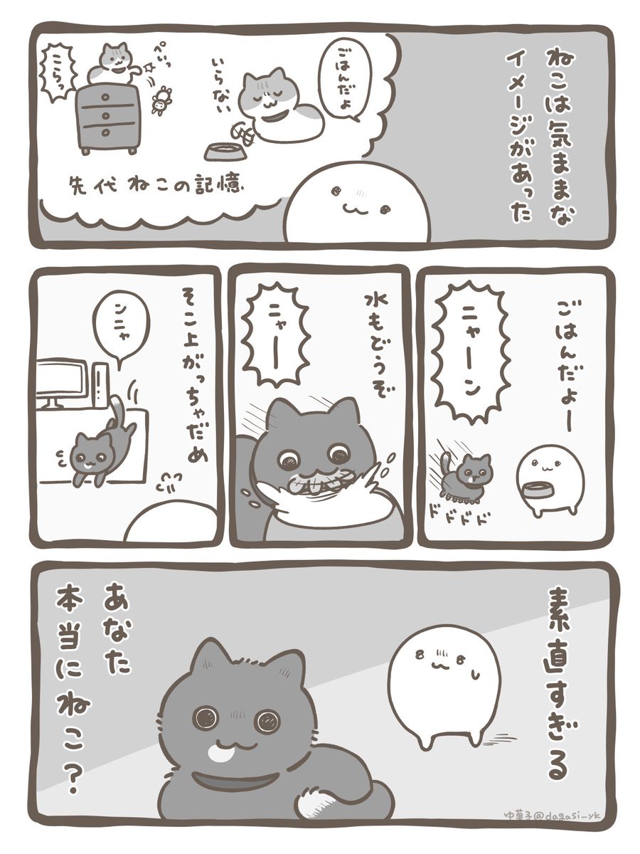 karabakoyukashi's tweet photo. うちのねこ https://t.co/fYUOhSsCuf