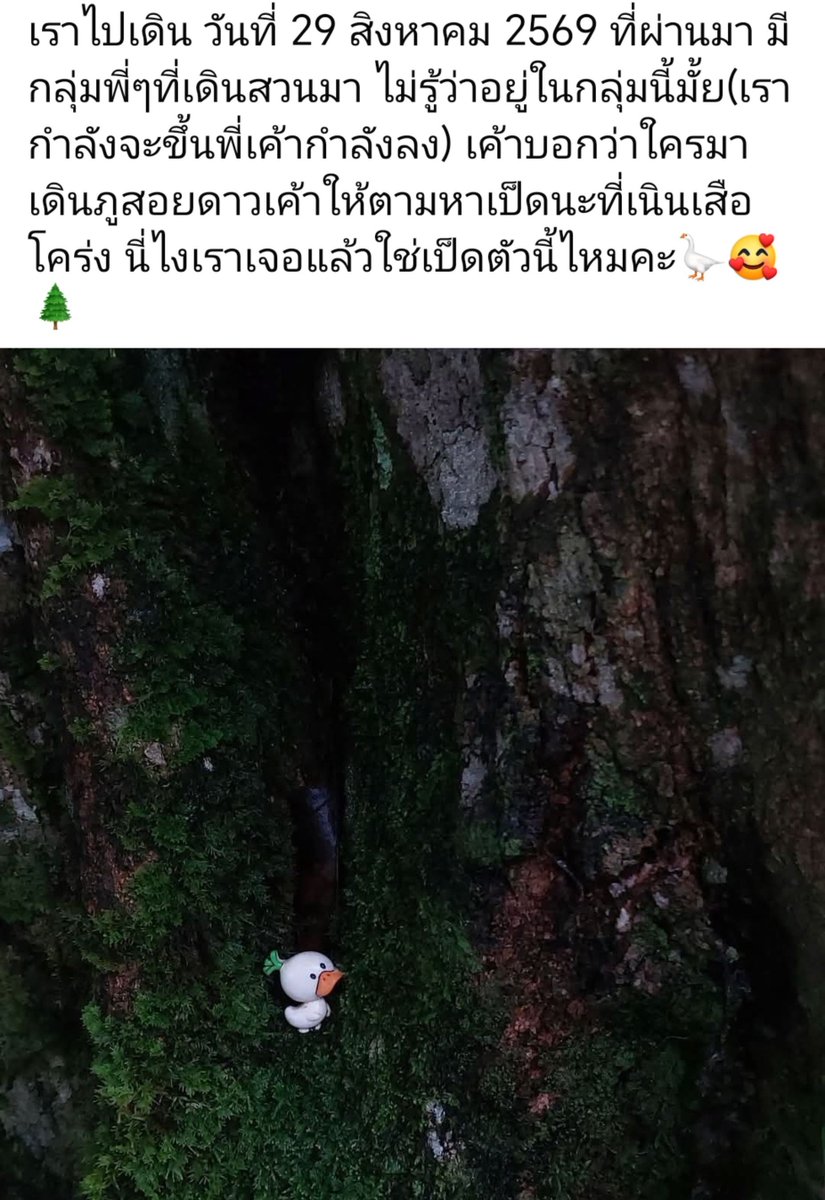 Pimchan011118's tweet photo. มีคนไปเดินที่ภูสอยดาว​ แล้วมีคนเดินสวนลงมาบอกว่าใครมาเดินภูสอยดาวเค้าให้ตามหาเป็ดนะที่เนินเสือโคร่ง

ซึ่งทางนี้สงสัยว่ามันควรถือว่าเป็นกิมมิค​ หรือ​ ถือว่าเป็นขยะ?

เราถูกสอนมาตลอดเวลาเข้าป่าห้ามเก็บอะไรกลับมาและไม่ควรทิ้งอะไรไว้ที่ป่าอ่ะ

CR.https://t.co/o2MnlGEmne https://t.co/HHDfiZAVwr
