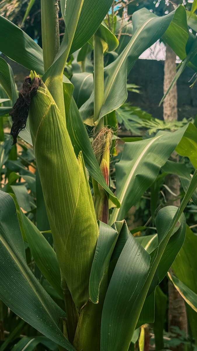 callmeMEJE's tweet photo. Just checking on my investments 🌽😂 https://t.co/mokgOjRFuD