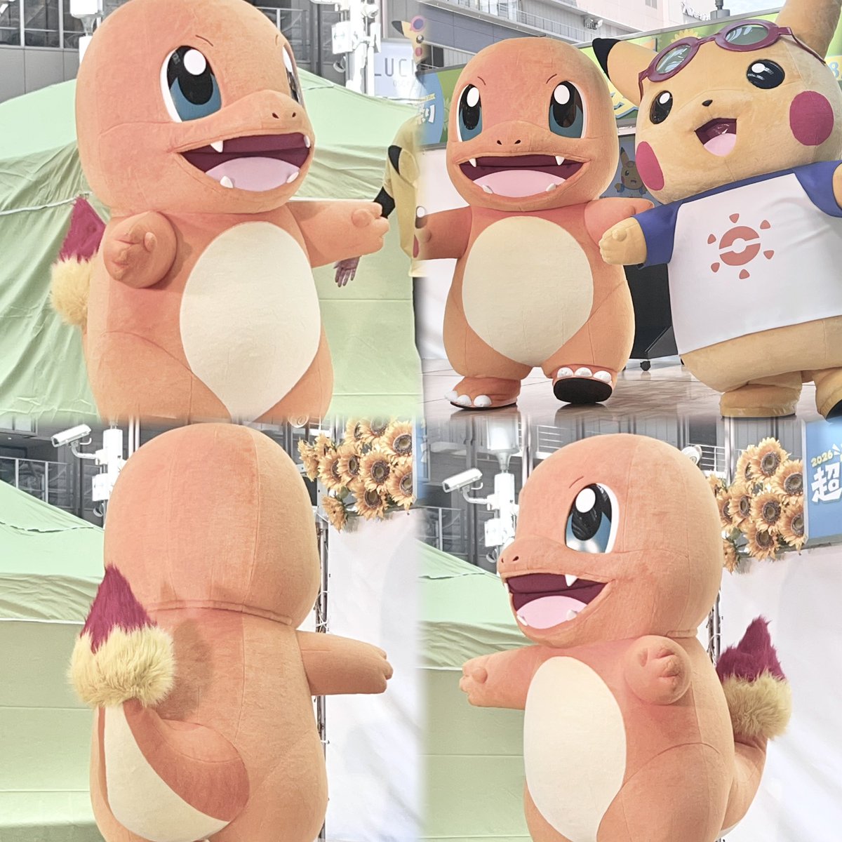 hyp_bem's tweet photo. ヒトカゲに会えた> ̫ <♩
しっぽがふわふわでとってもかわいい💕 https://t.co/hZvjHxHMHi