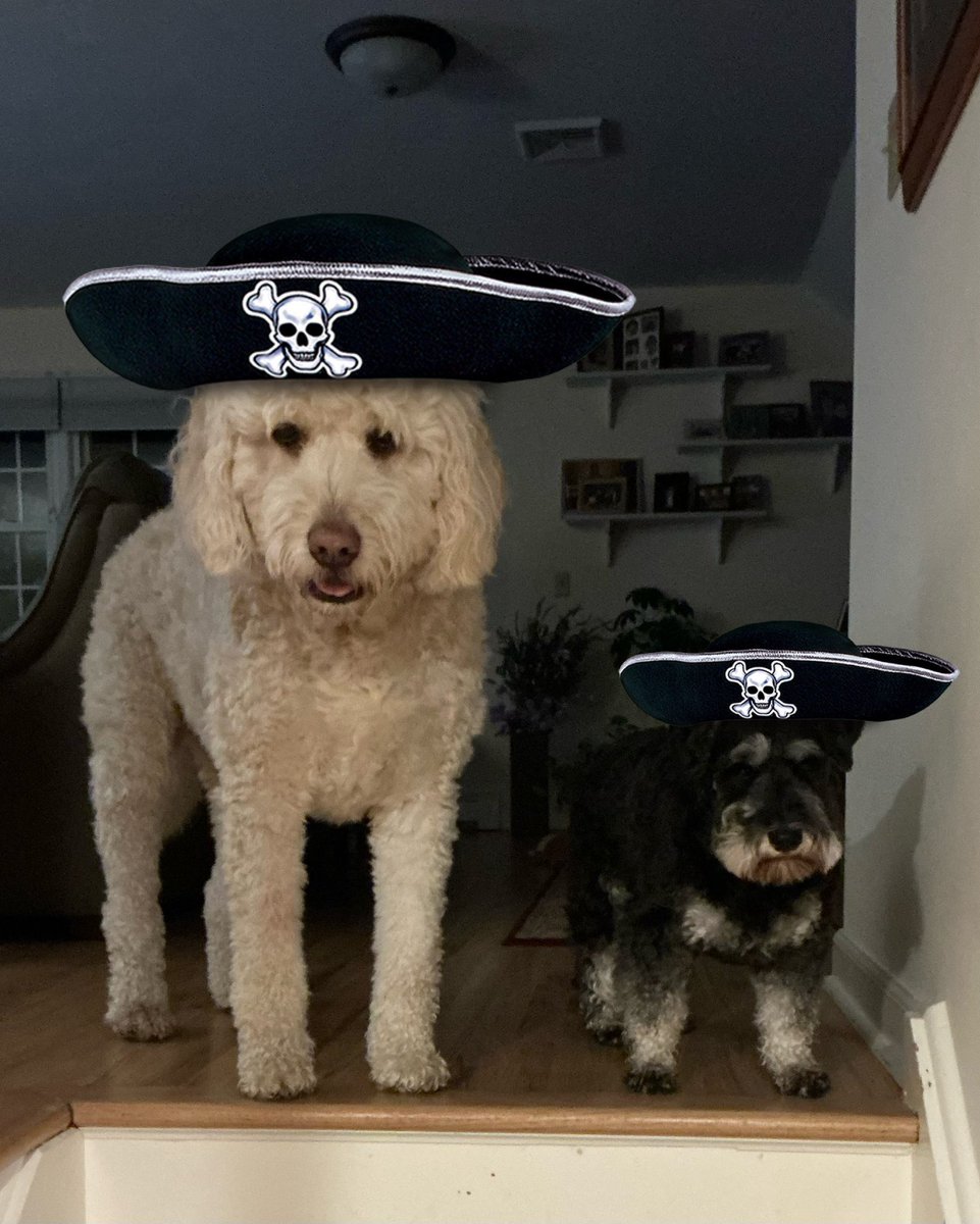 GusPeaches's tweet photo. @kristine_stone “ok listen up team..today we need to do our dog walk, drop the car for oil change and play pickleball..all the time hoping that Kristine Stone will play Lily Rosemary and the Jack of hearts from Blood on the Tracks..but unlikely so will settle for new Noah K””” https://t.co/S1kTCtgVG2