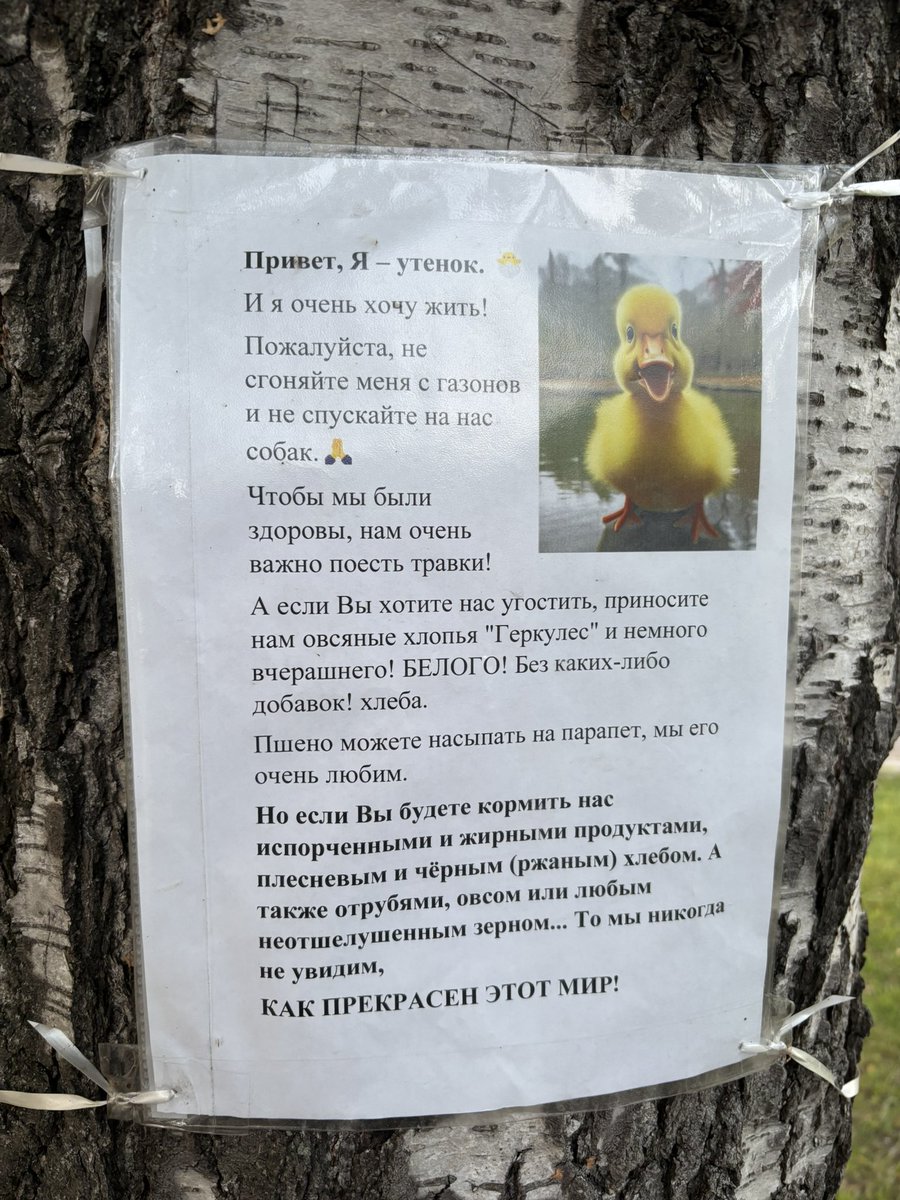 shura_bogataya's tweet photo. Это не объявление это стекло https://t.co/V3LHzdrPPM